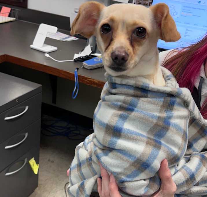 Photo of 12/15/2025-Stray-FullerStreet