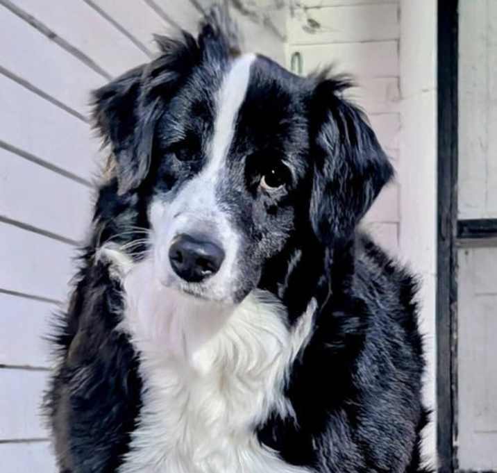 Photo of IZZY-FOSTER NEEDED!