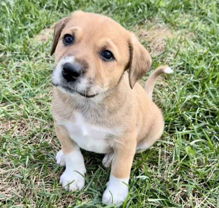 Photo of PUPPY BILLIE