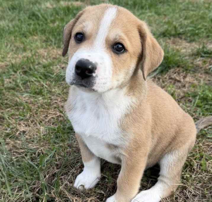 Photo of PUPPY HARRY