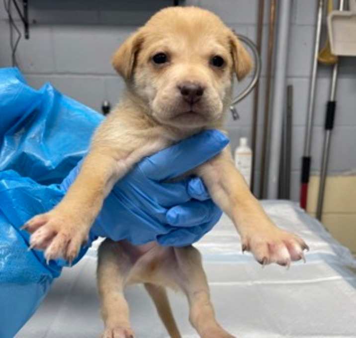 Photo of Google Pixel