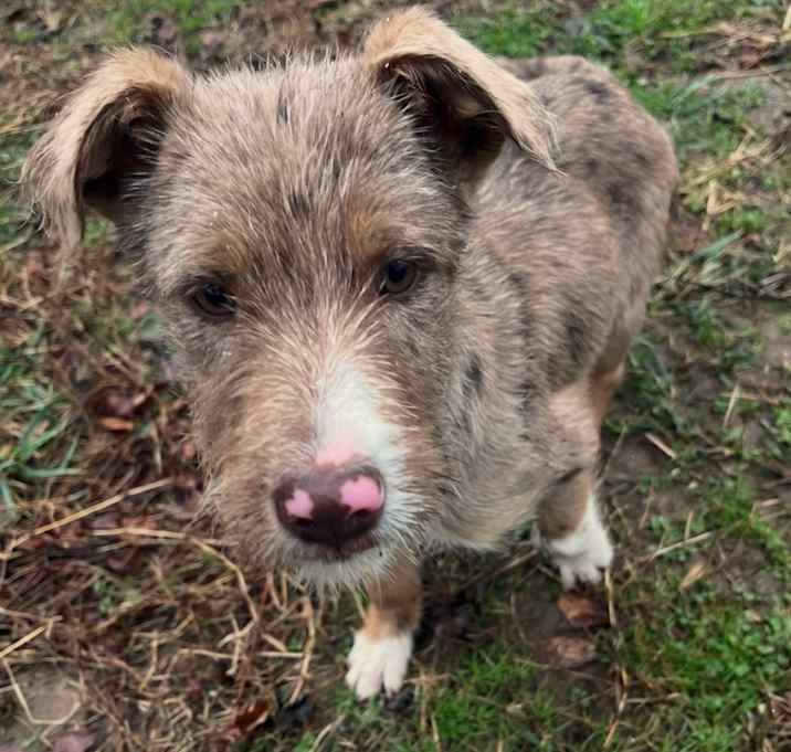Photo of Komodo Dragon 