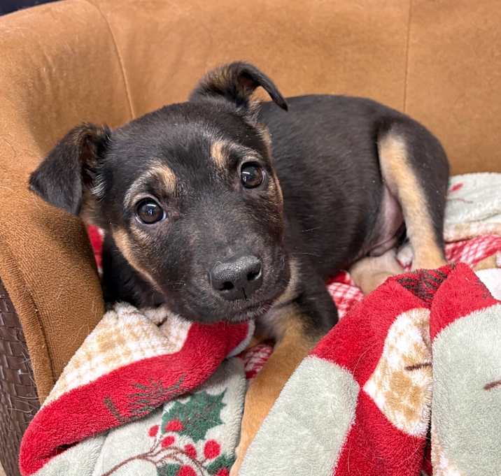 Photo of Ted Lindsay