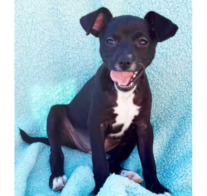 Photo of Sage Litter-Bliss COH