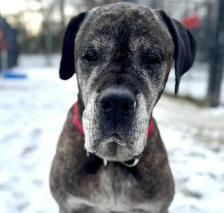 Photo of Shyla (& Kenya)