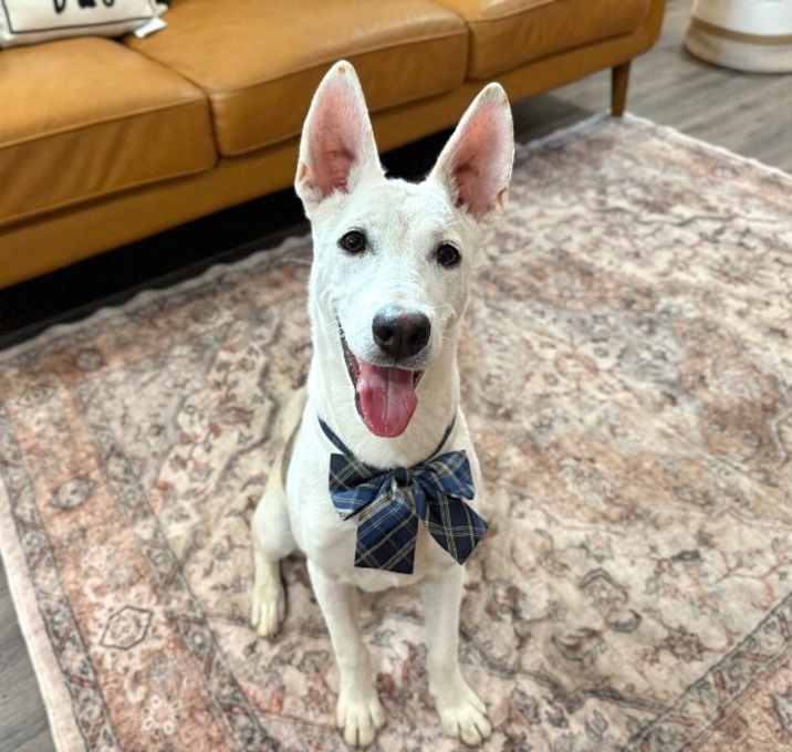 Photo of Wiley Wonderful Snuggle boy