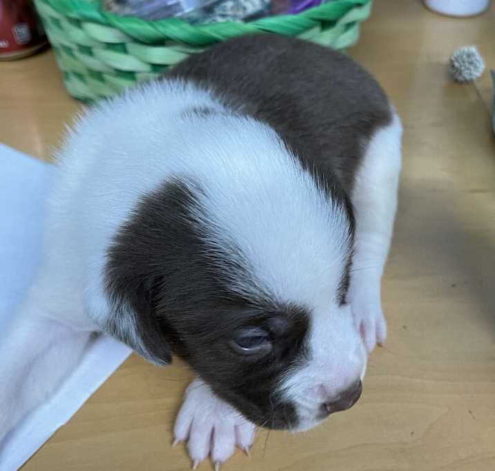 Photo of 032406 - Milo