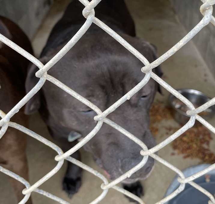 Photo of 032429 - Chevy