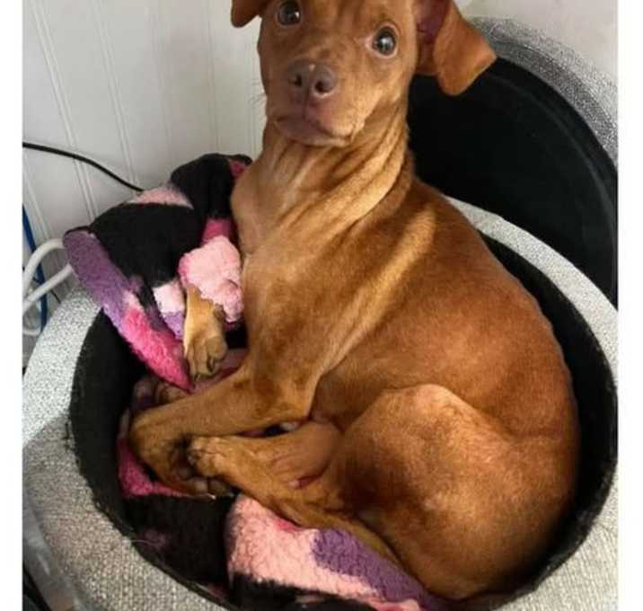 Photo of Brandi- sweet soul