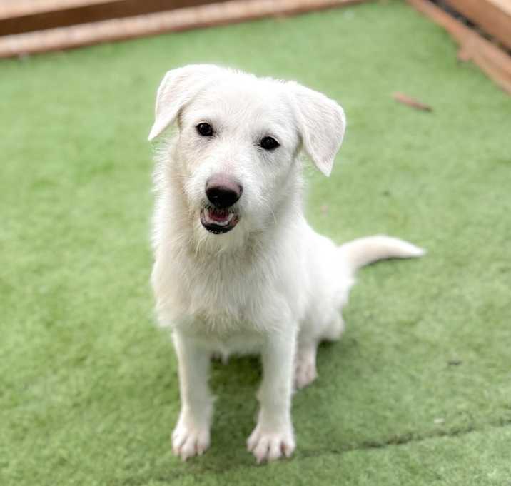 Photo of Sundae 25-12-014