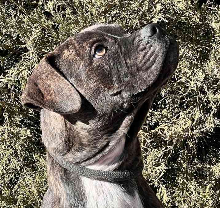 Photo of Kinetic Lil Mr Kenzo ~ Petite Boxer Bull !