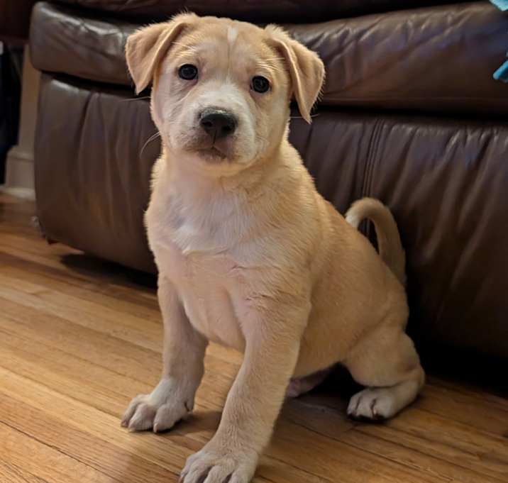 Photo of Snickerdoodle