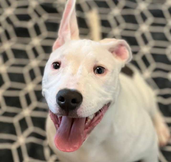 Photo of Russell the Puppy!