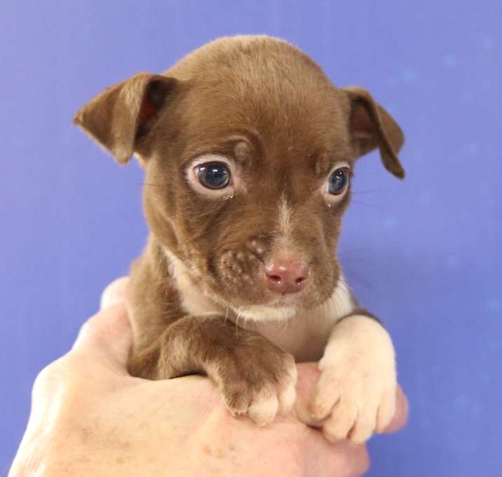 Photo of CT Daisy avail Dec 27