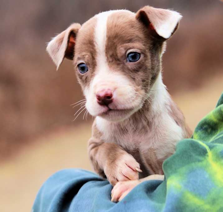 Photo of CT Festus avail Dec 27