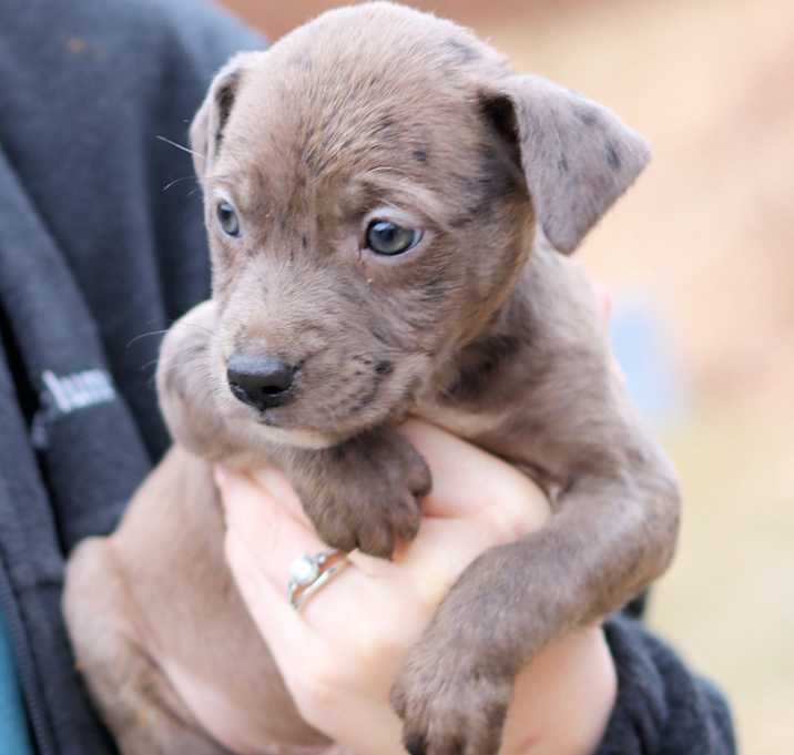 Photo of CT Dewhurst avail Dec 27