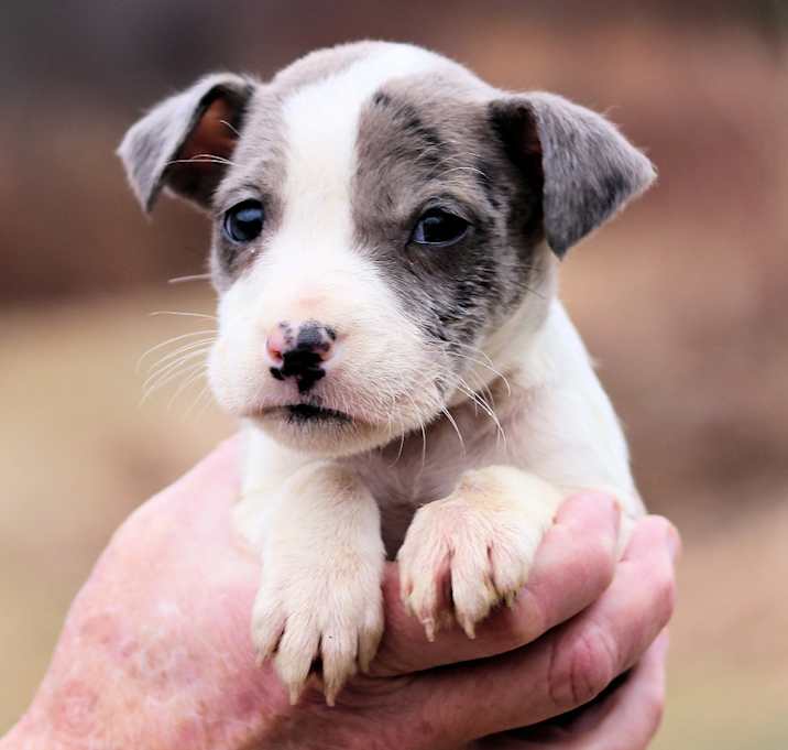 Photo of CT Denim avail Dec 27