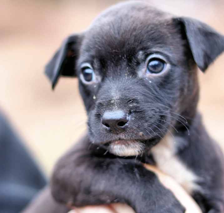 Photo of CT Roscoe avail Dec 27