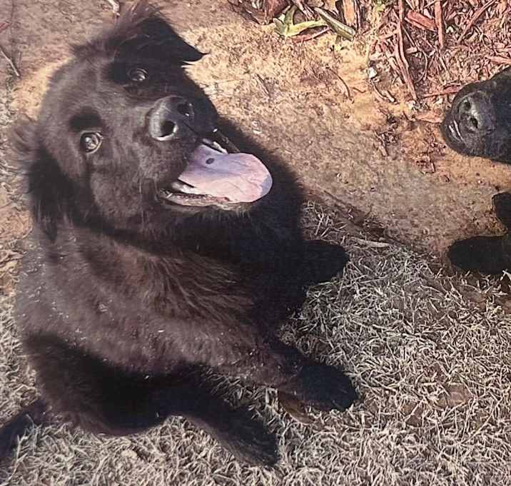 Photo of Frannie C-34477 