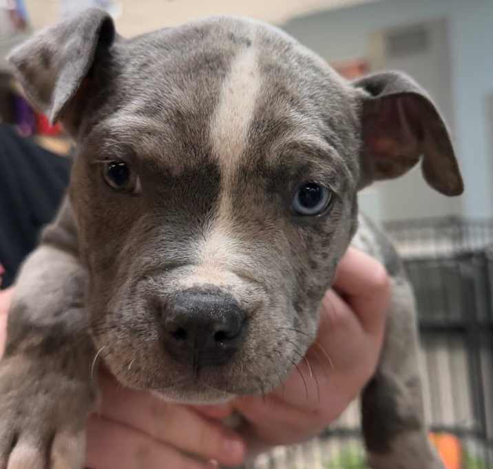 Photo of Tinsel Pup #2