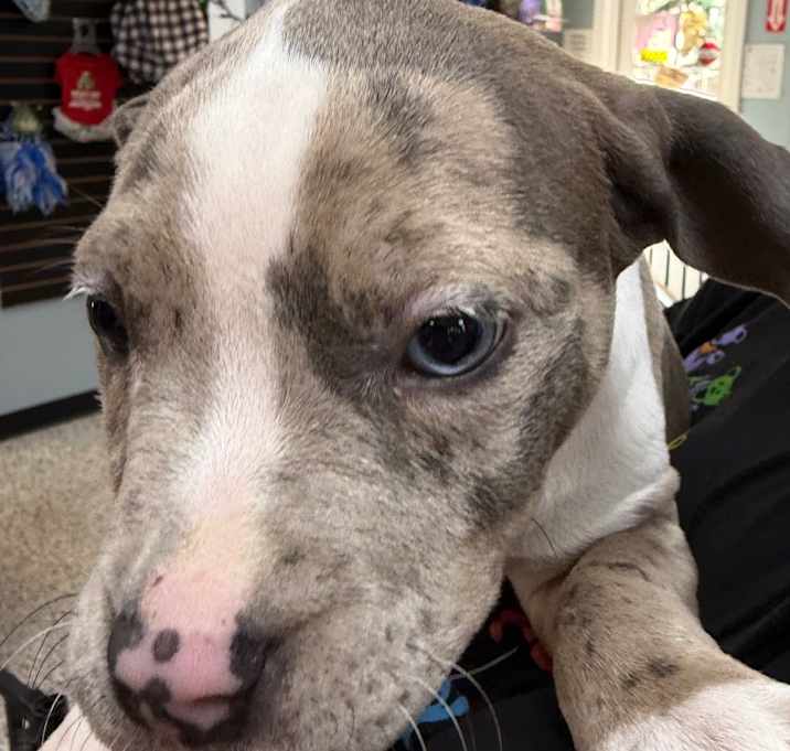 Photo of Tinsel Pup #1