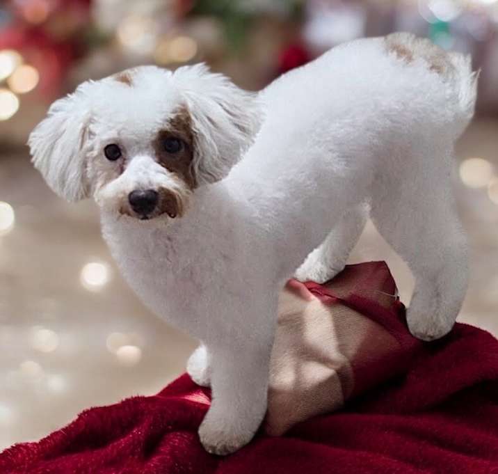 Photo of Cavan-Adorable Puppy!