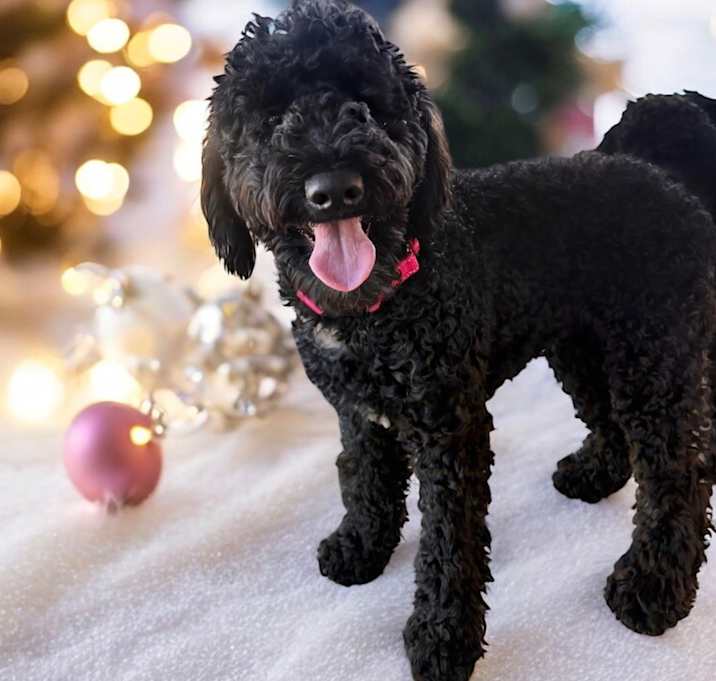 Photo of Lilly - 6 mo old Doodle!