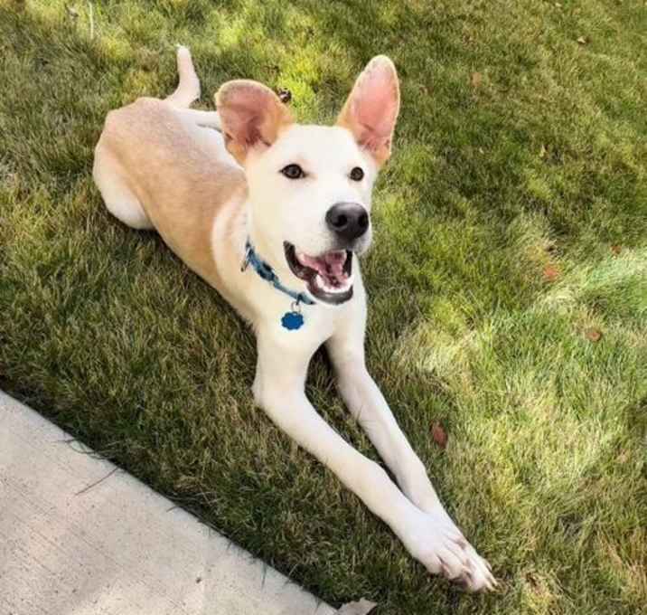 Photo of Scout Cooper