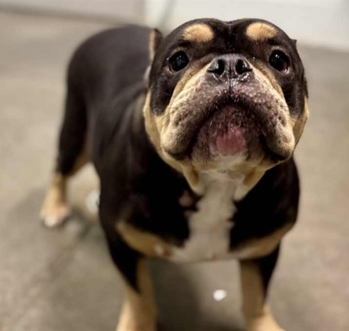 Photo of PEANUT BRITTLE