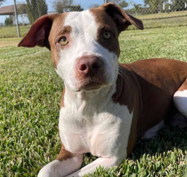 Photo of Apple Cider