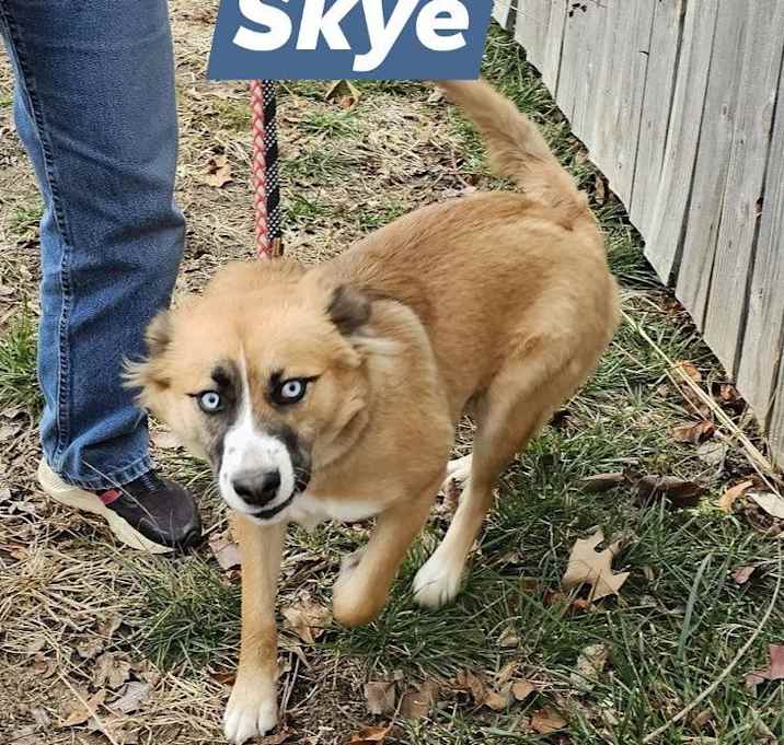 Photo of Skye