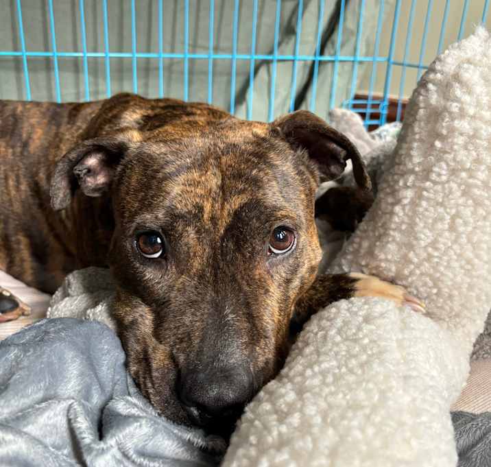 Photo of Doctor Beef