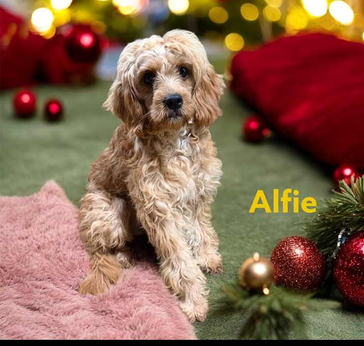 Photo of Alfie
