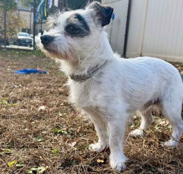 Photo of Spencer (bonded Pair)