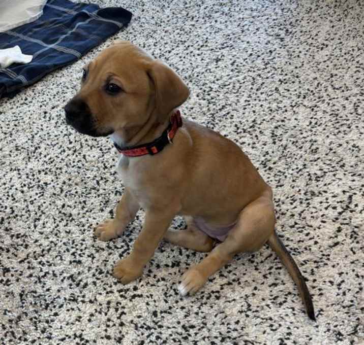 Photo of Phoenix D6134