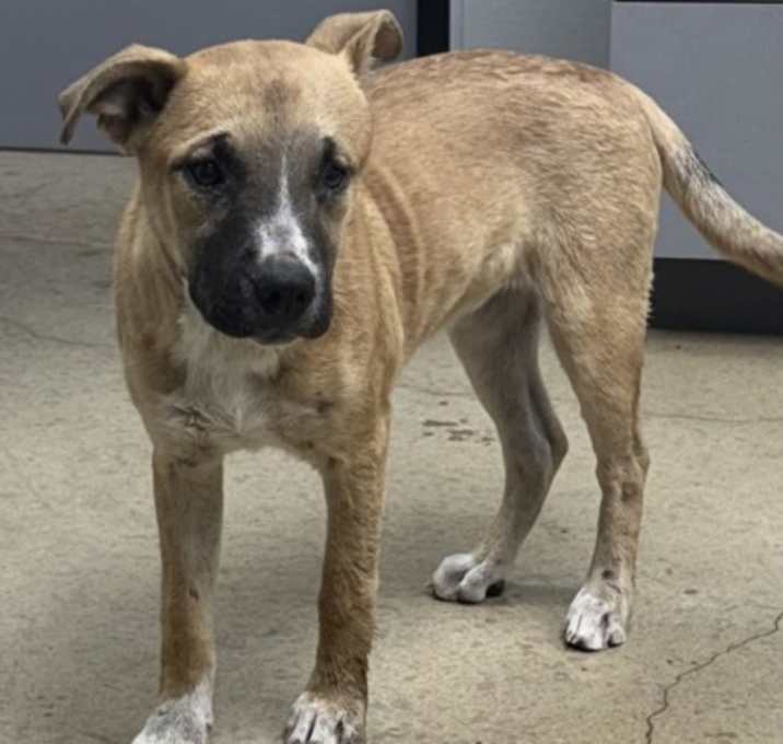 Photo of F25 FC 1612 Joy