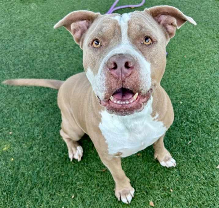 Photo of *BETTY BOOP