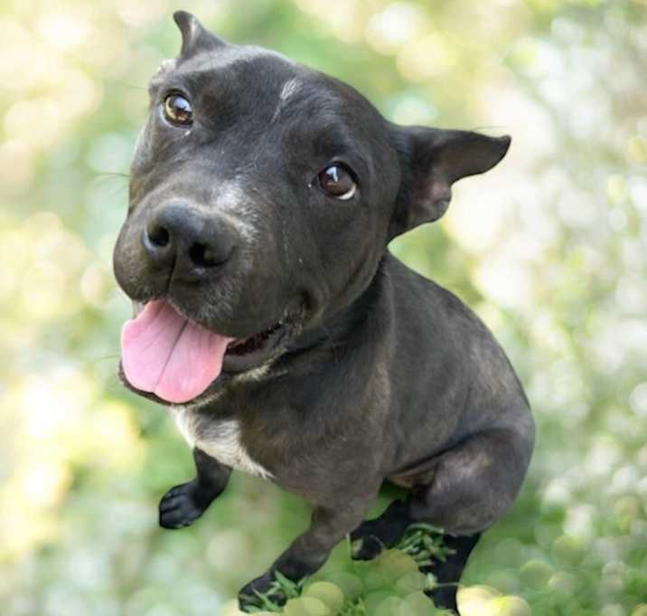 Photo of Henry Winston