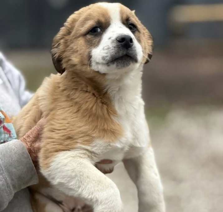 Photo of Holiday Pups - Kringle