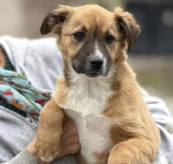 Photo of Holiday Pups - Mary