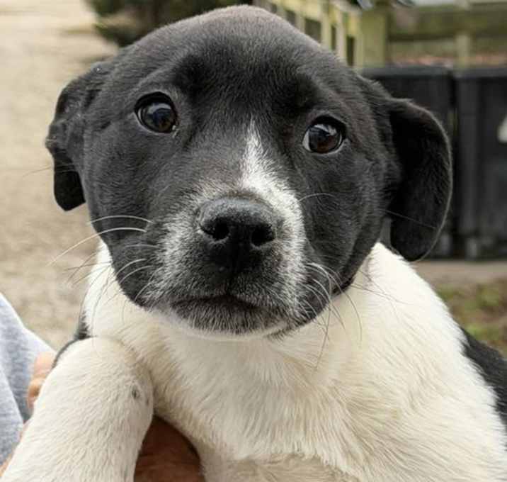 Photo of Holiday Pups - Noel