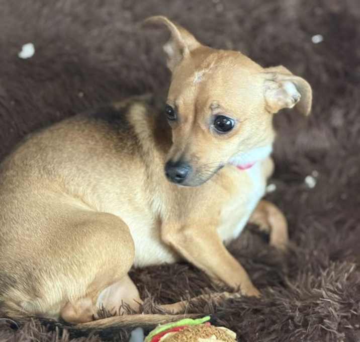 Photo of Ellie Christmas