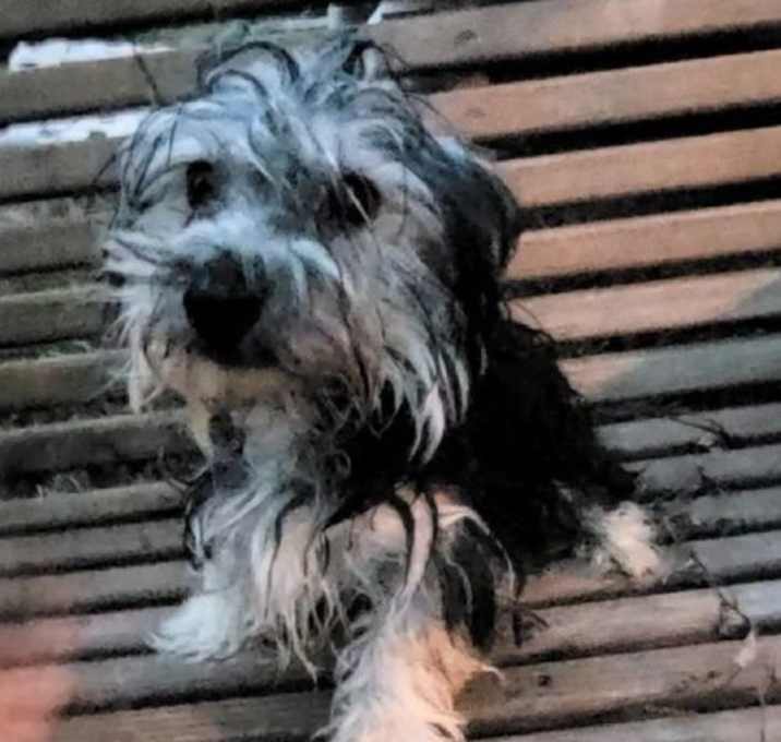 Photo of YATZEE YORKIE/BICHON