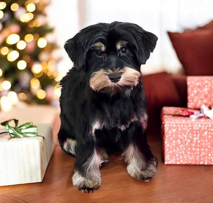 Photo of Nick-Adorable 3mo Puppy!