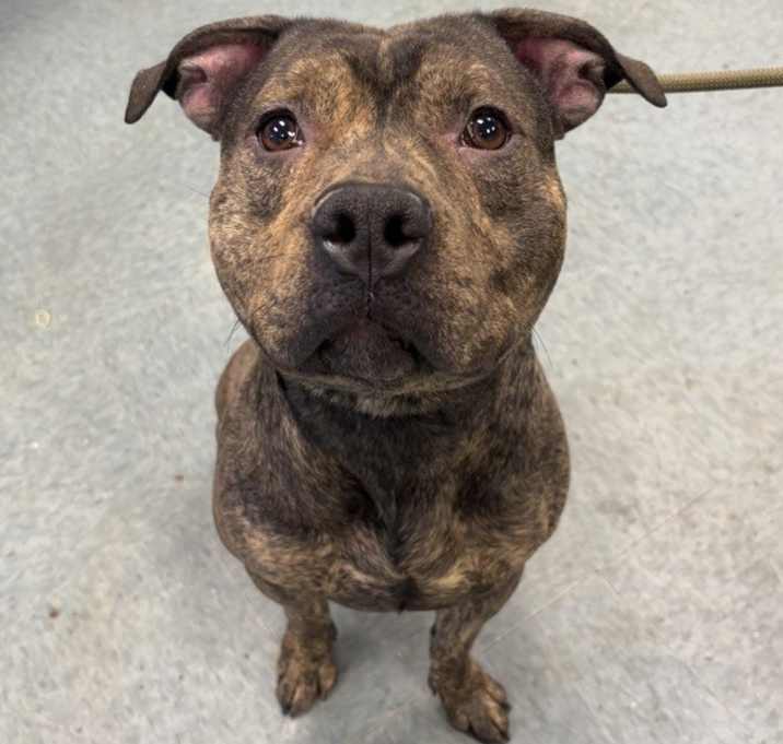 Photo of Dragon Trainer