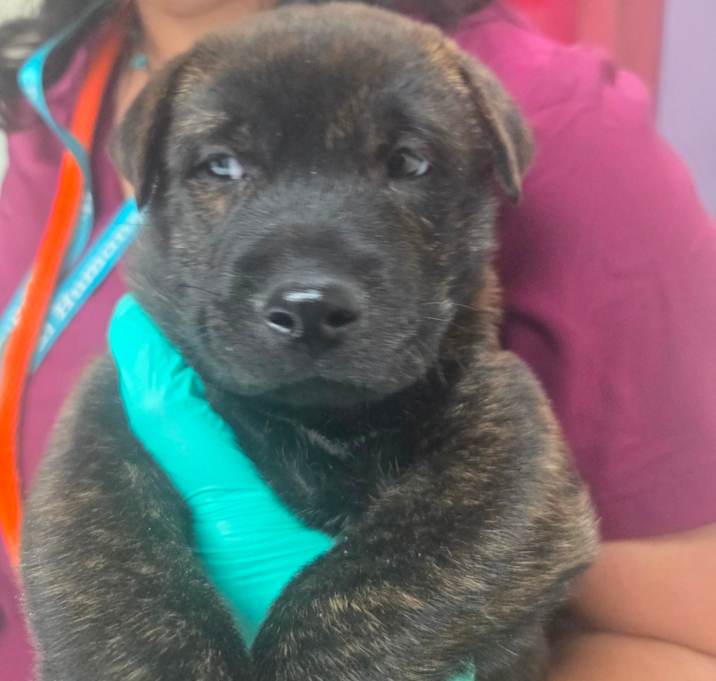 Photo of Stray Hold-Taranis