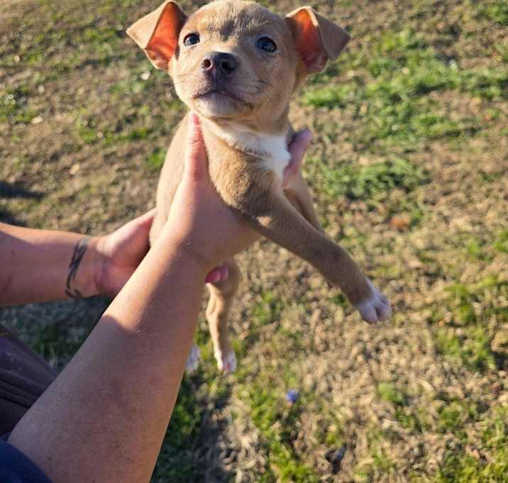 Photo of Tiger-Available for adoption/ Awaiting S/N