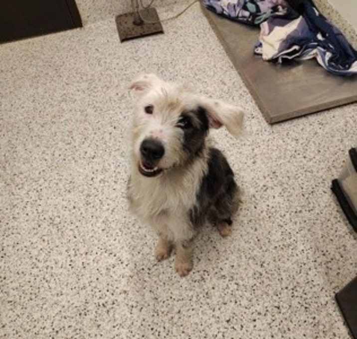 Photo of Ira-adopted!