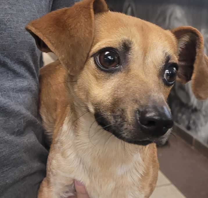 Photo of 12/16/2025-Stray-SaintMarysRoad