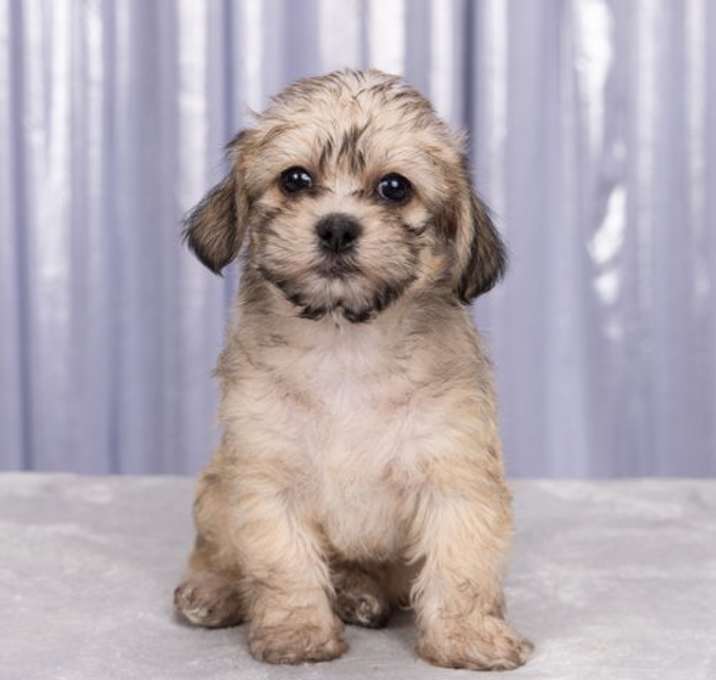 Photo of Peppa: Wendy Wolf